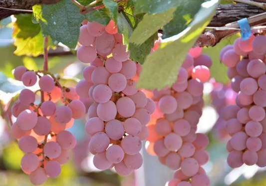 Japanese Koshu Grape Cuttings – 5 Unrooted Vitis vinifera for Rooting, Grafting, Vineyard, Garden Planting