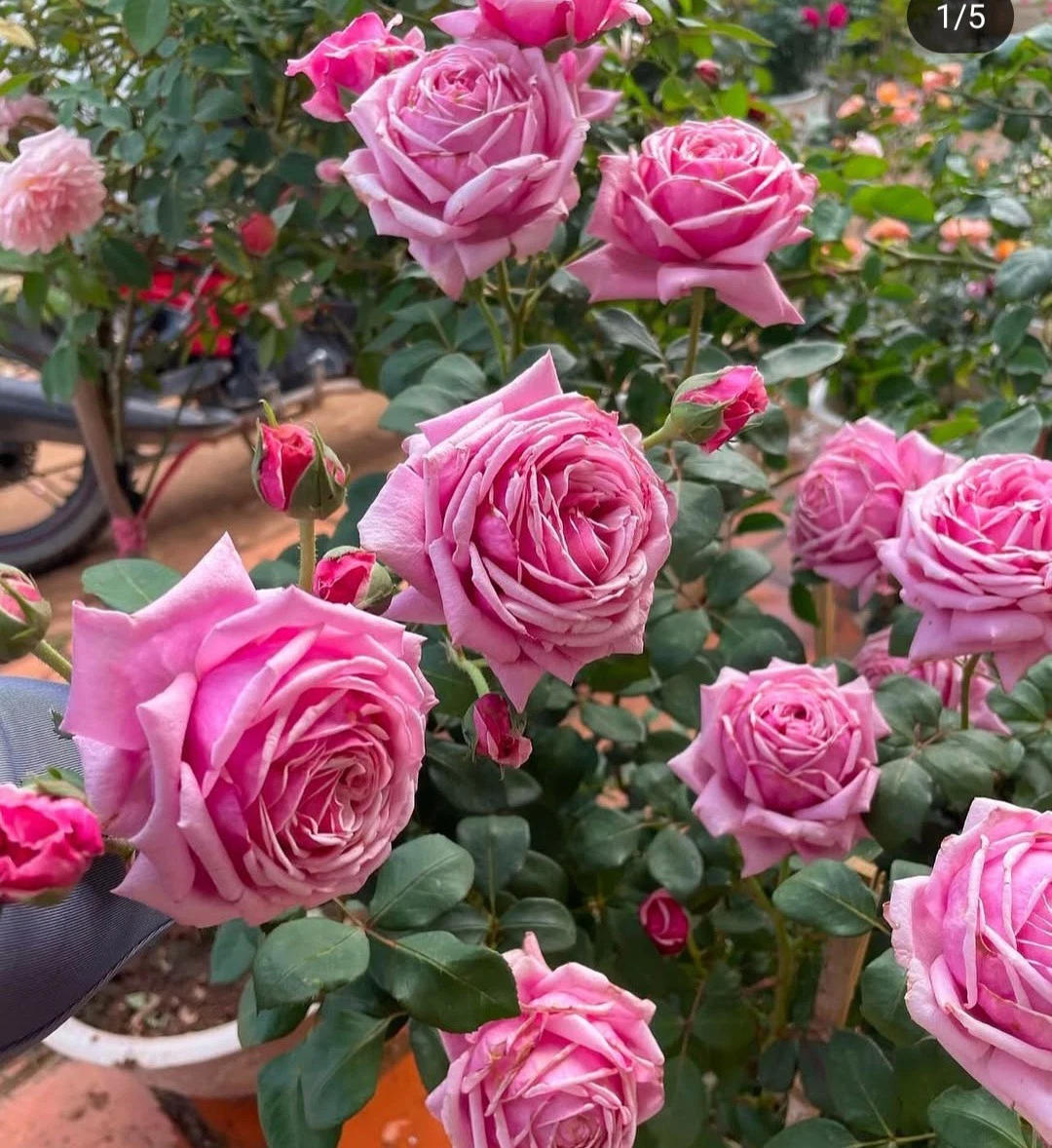 Pink Rose Unrooted Cuttings – 3 Fresh 5-8 Inch Flowering Shrub Propagation Plantings