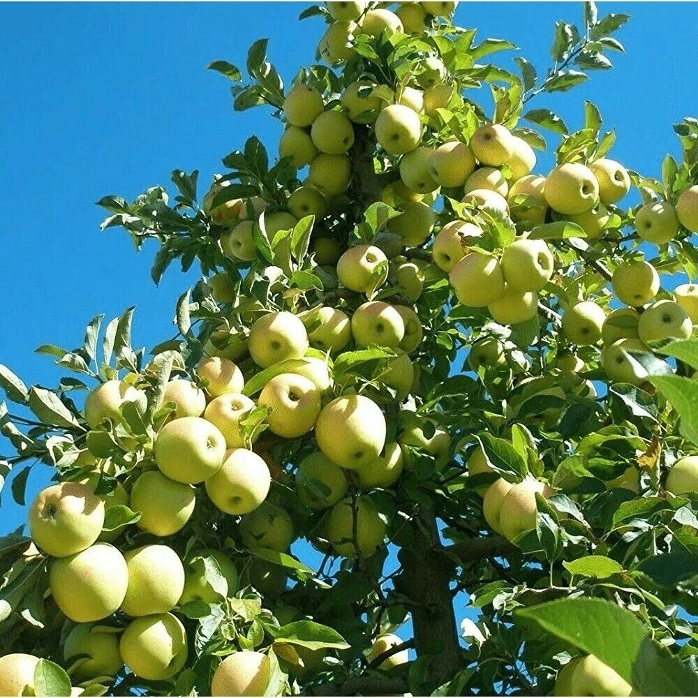 Golden Delicious Apple Scion Cuttings – 16 Unrooted Grafting Scions, Malus domestica for Orchard Grafting and Rooting