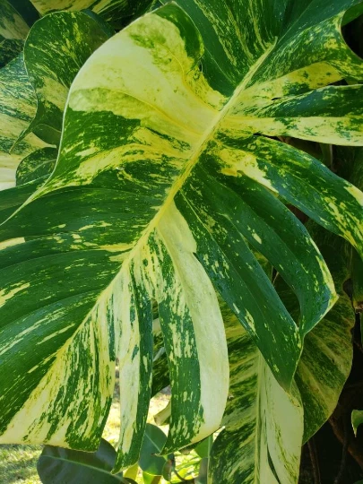 Golden Queen Hawaiian Pothos Vine Cutting, Variegated Epipremnum aureum, Indoor Houseplant, Trailing Green and Yellow Foliage