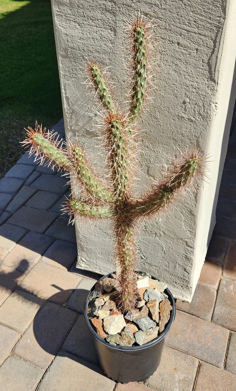 Red Teddy Bear Cholla Cactus Cutting – Cylindropuntia x Campii Live Segment for Propagation, Unrooted Succulent Plant