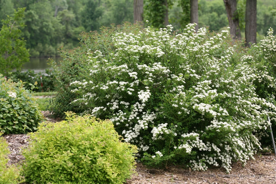 White Wedding Cake Spirea Cuttings – Set of 10 Unrooted 6–8 Inch Deciduous Flowering Shrub Propagation Plants