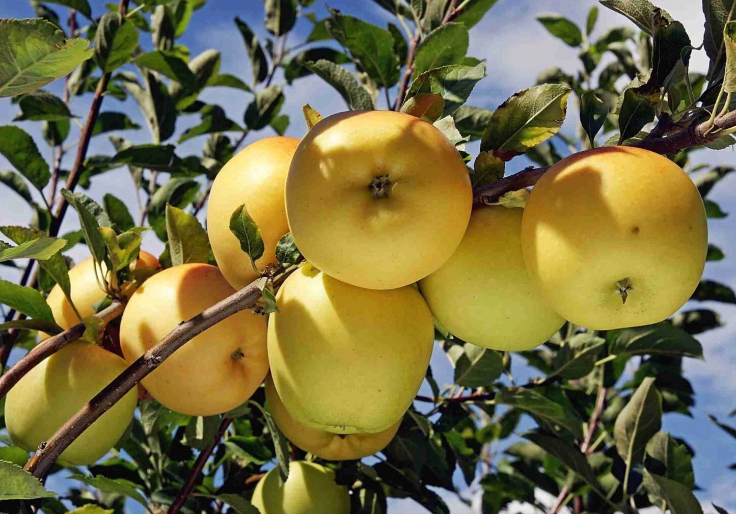 Golden Delicious Apple Scion Wood 10 Pack - Unrooted Live Cuttings for Grafting Fruit Tree Propagation