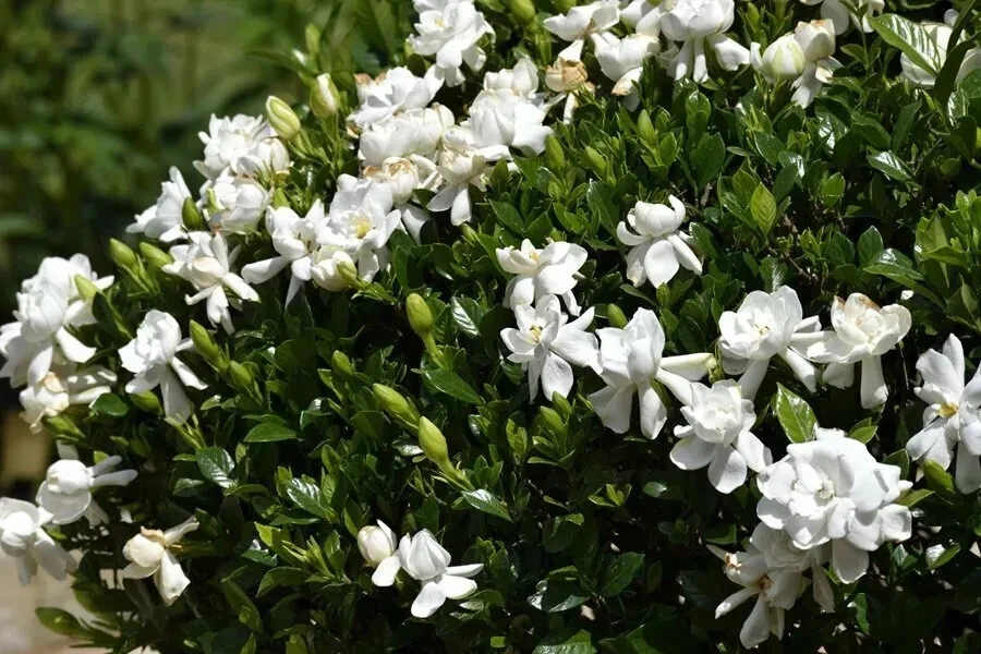Southern Heirloom Gardenia Cuttings Set of 8 - Unrooted Gardenia Bush Propagation Stems - Gardenia jasminoides
