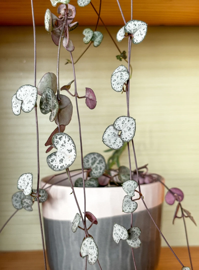 String of Hearts Unrooted Cuttings – 3 Strand Ceropegia woodii Trailing Houseplant Propagation Cuttings
