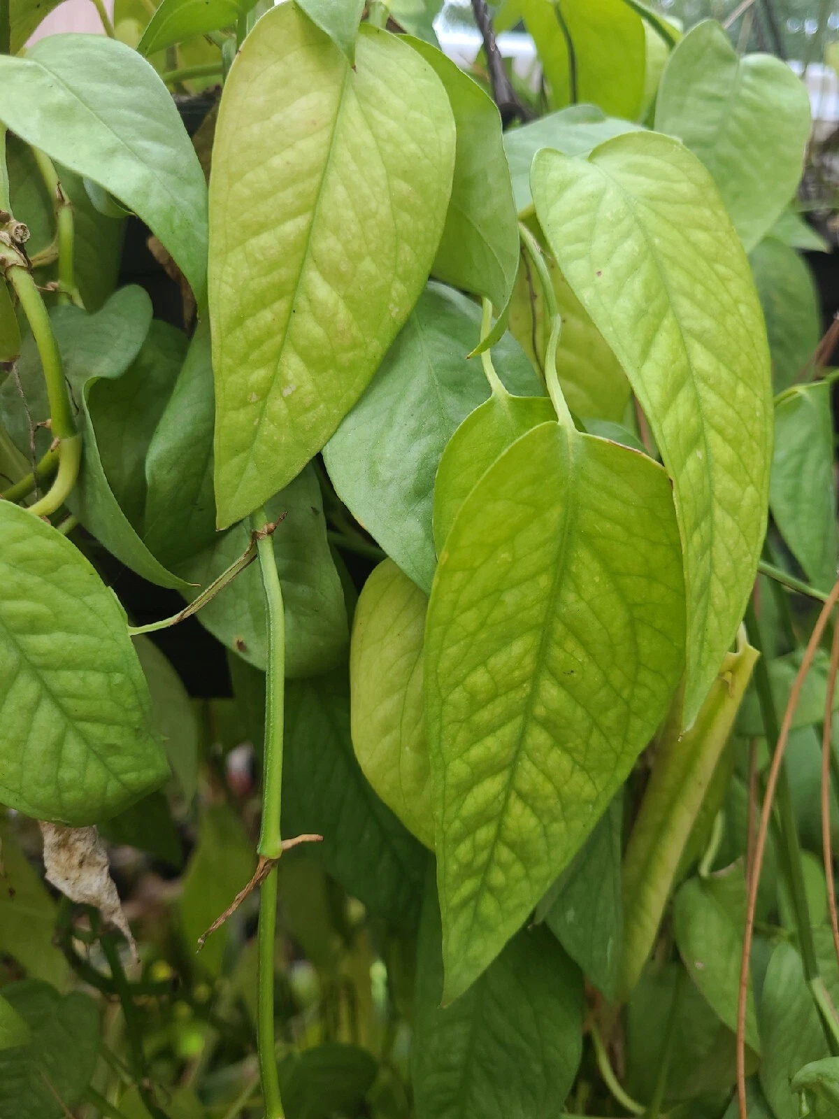 Cebu Blue Pothos Unrooted Cutting – Epipremnum pinnatum ‘Cebu Blue’ Trailing Houseplant Propagation Material