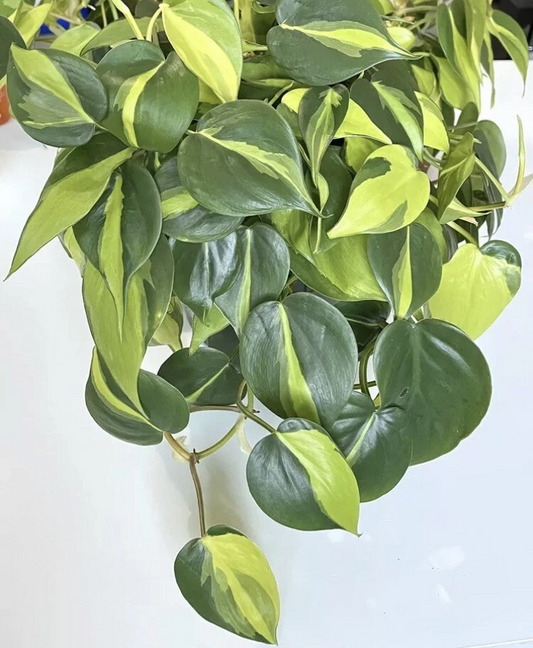 Philodendron Brasil Cuttings 2–3 Unrooted Houseplant Propagation Variegated Tropical Indoor Plant