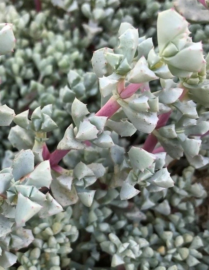 Oscularia deltoides Succulent Cuttings – 3 Unrooted Blue-Green Triangular Leaf Propagation Plants