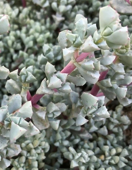 Oscularia deltoides Succulent Cuttings – 3 Unrooted Blue-Green Triangular Leaf Propagation Plants