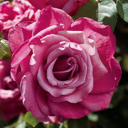 Heirloom Hybrid Tea Rose Cuttings – Mauve Blooms, Unrooted Fresh Rose Stems for Propagation, 5–8 Inches, Set of 4