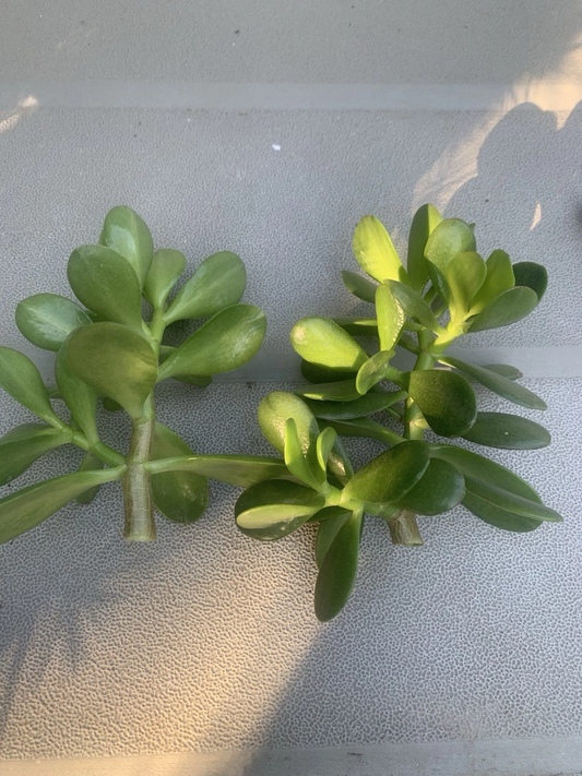 Jade Plant Crassula Ovata Cuttings – 2 Fresh Deep Green Succulent Propagation Planting Material