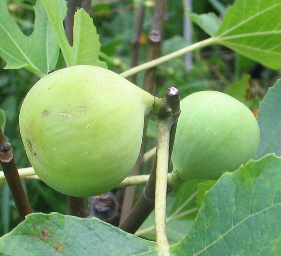 Conadria Fig Cuttings, 2 Rootable Ficus Carica Propagation Kit with Willow Water, Fruit Tree Starter for Home Garden