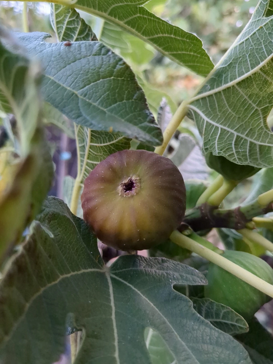 Olympian Fig Tree Cuttings – 10 Live Ficus Carica Grafting and Rooting Planting Material for Garden