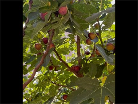 Hardy Chicago Fig Cuttings Bulk Lot – 20 Live Fig Tree Cuttings for Planting, Easy to Root, Resilient Ficus carica