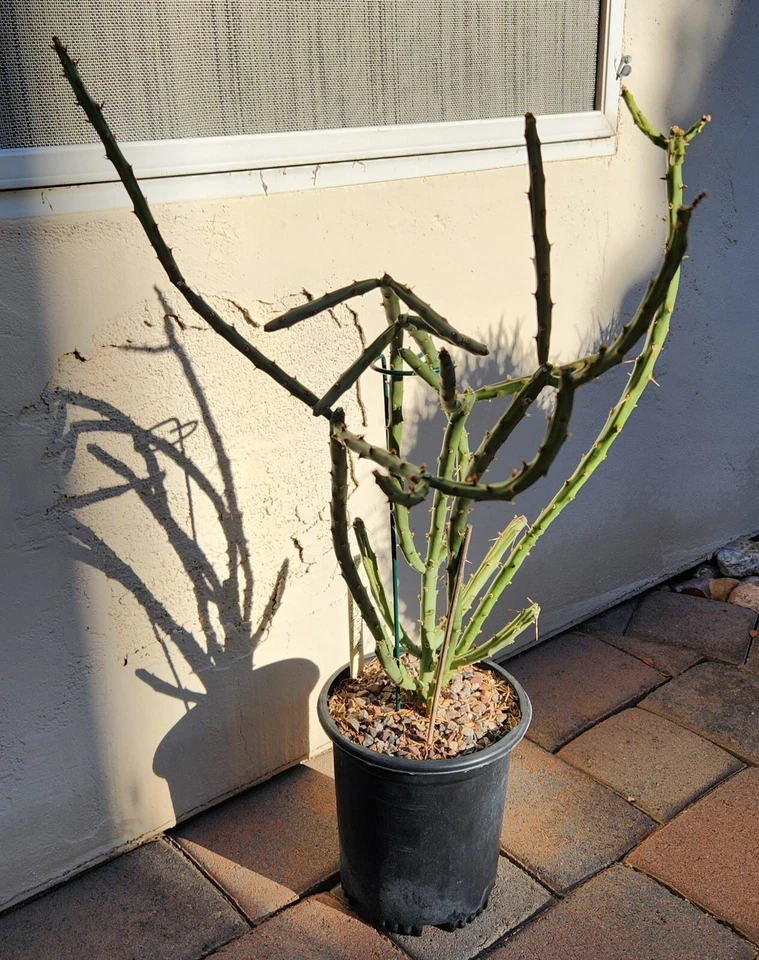 Arizona Pencil Cholla Cactus Cutting – Cylindropuntia arbuscula Live Unrooted Succulent for Desert Gardens
