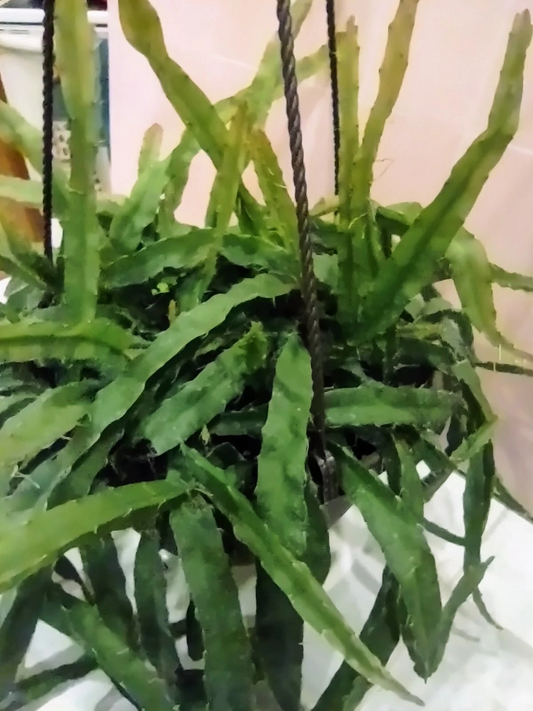Hurricane Cactus Cutting – Unrooted Flat-Form Lepismium Cruciforme Epiphytic Cactus for Propagation