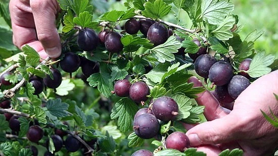 Black Gooseberry Cuttings – 12 Unrooted Ribes spp. Branches for Berry Plant Propagation, Deciduous Shrub