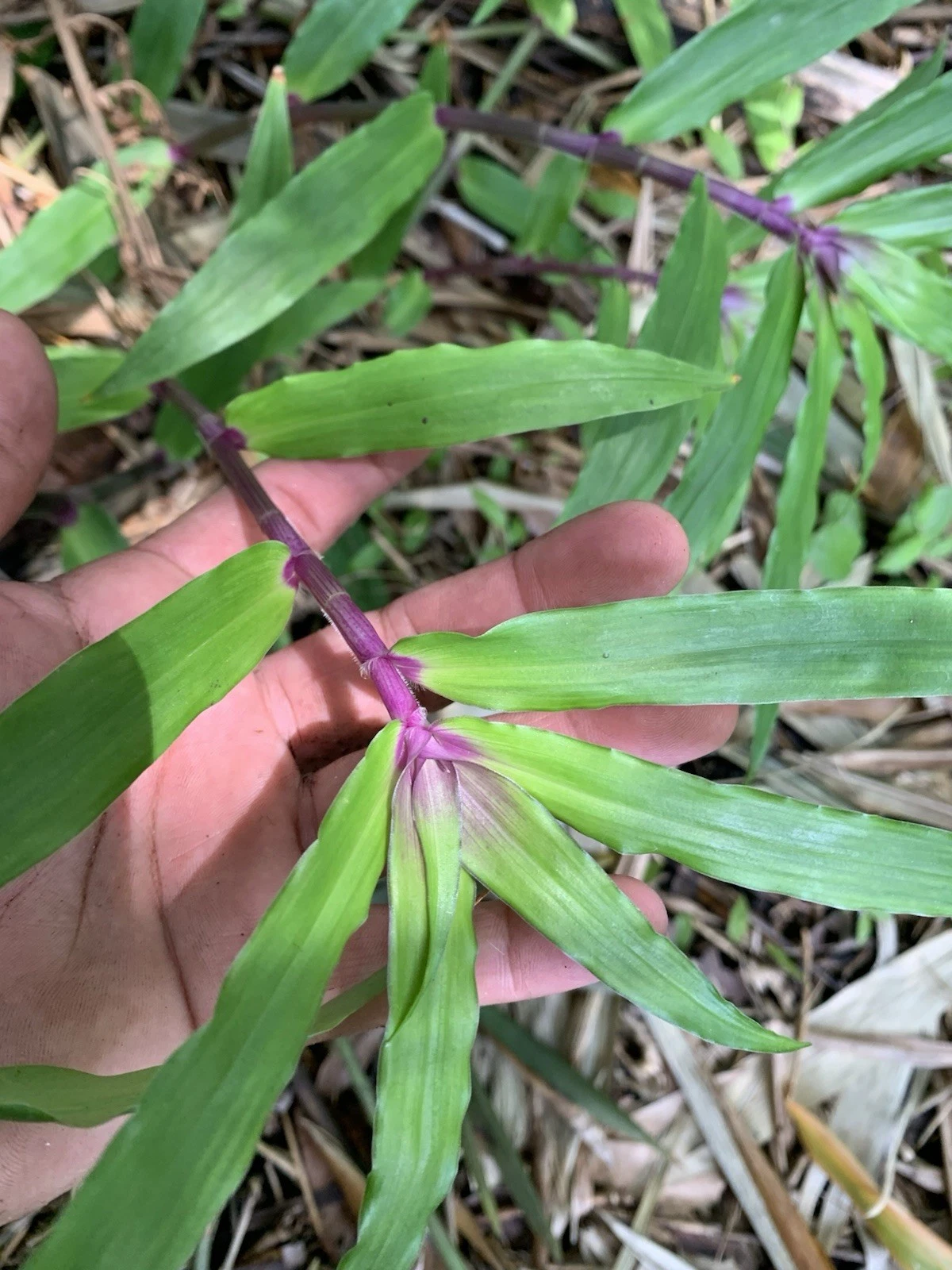 Tradescantia Zebrina Cuttings – 5 Live Unrooted Wandering Jew Houseplant Propagation Material