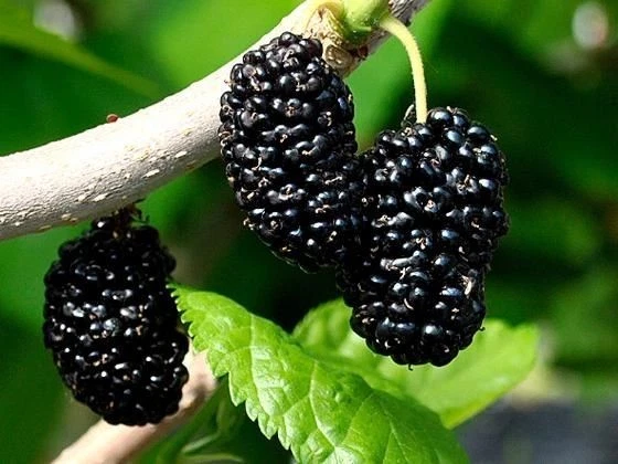 Shangri-La Mulberry Cuttings – 12 Unrooted Scions for Grafting, Fruit Tree, Morus alba