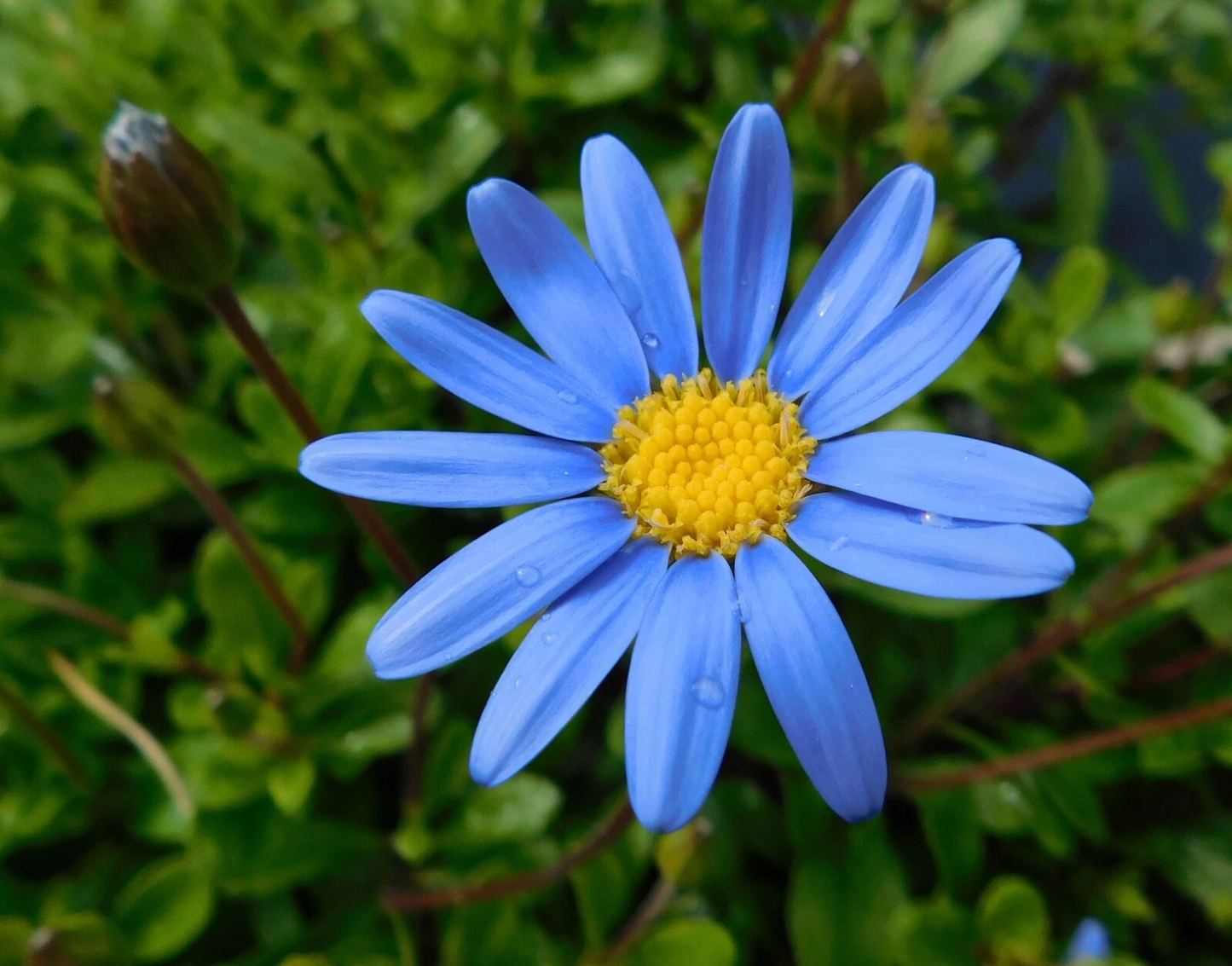 Felicia Blue Daisy Cuttings & Seeds Set – Felicia amelloides ‘Kingfisher’ Ornamental Flowering Plant for Garden & Container