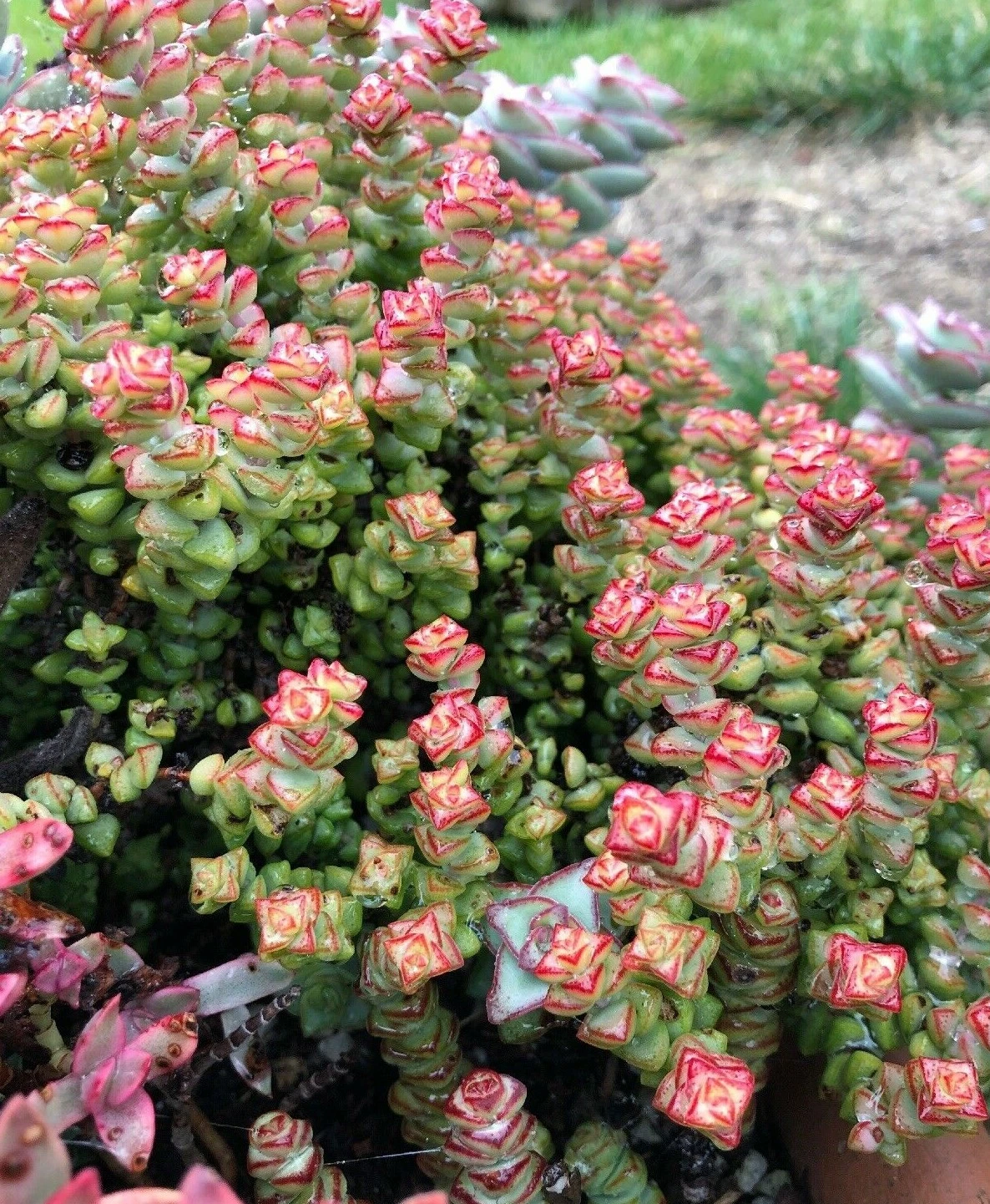 Crassula Tom Thumb Succulent Cuttings – 2 Live Mini Jade Plants, 3–4 Inch, Easy Care, Compact, Crassula ovata
