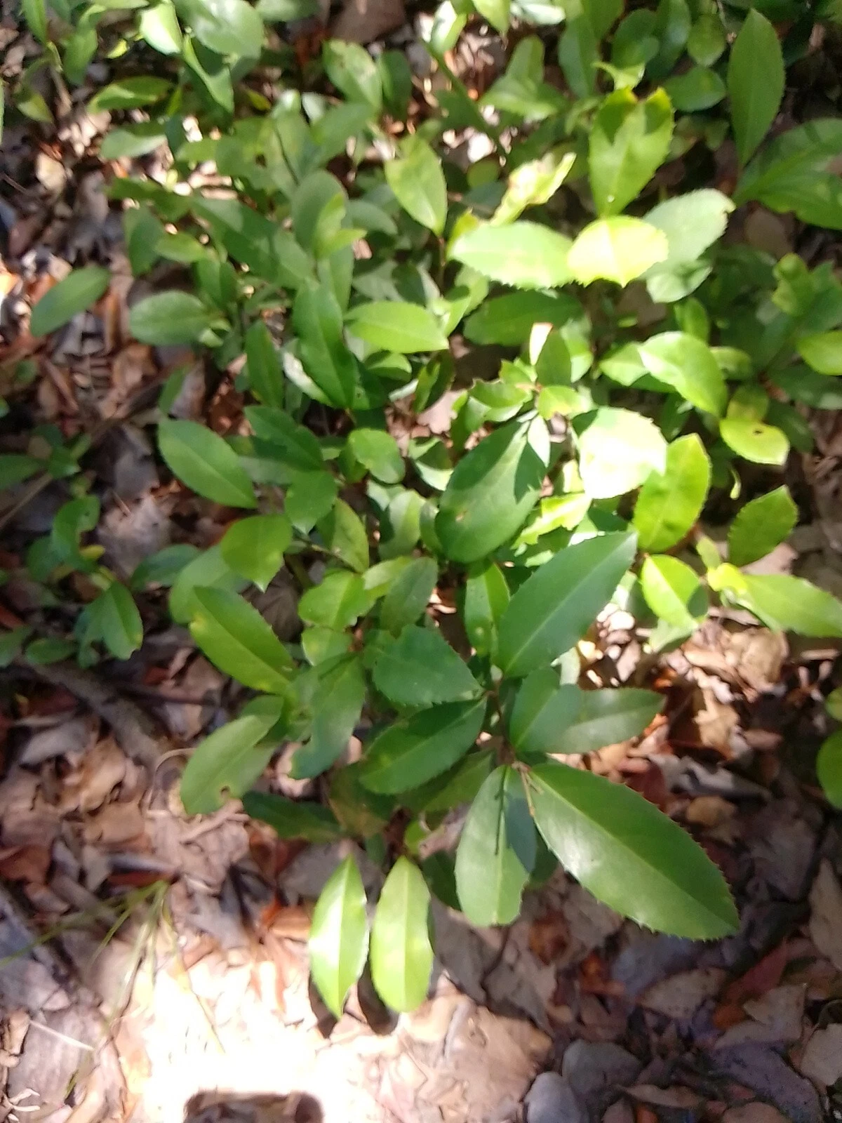Texas Florida Live Oak Tree Plants – Rooted Evergreen Quercus virginiana, 12–20 Inch Set of 2 for Landscaping and Shade
