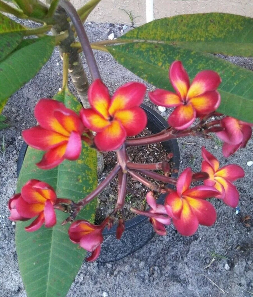 Jamaican Fire Plumeria Cutting 3 Tip Unrooted Frangipani Tropical Flower Plant for Propagation