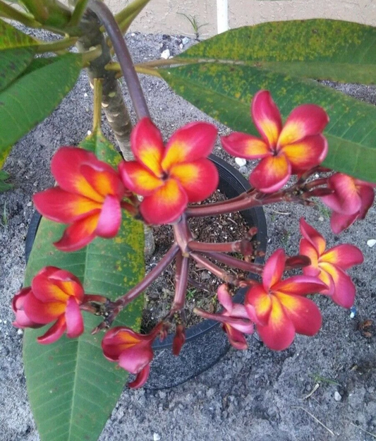 Jamaican Fire Plumeria Cutting 3 Tip Unrooted Frangipani Tropical Flower Plant for Propagation