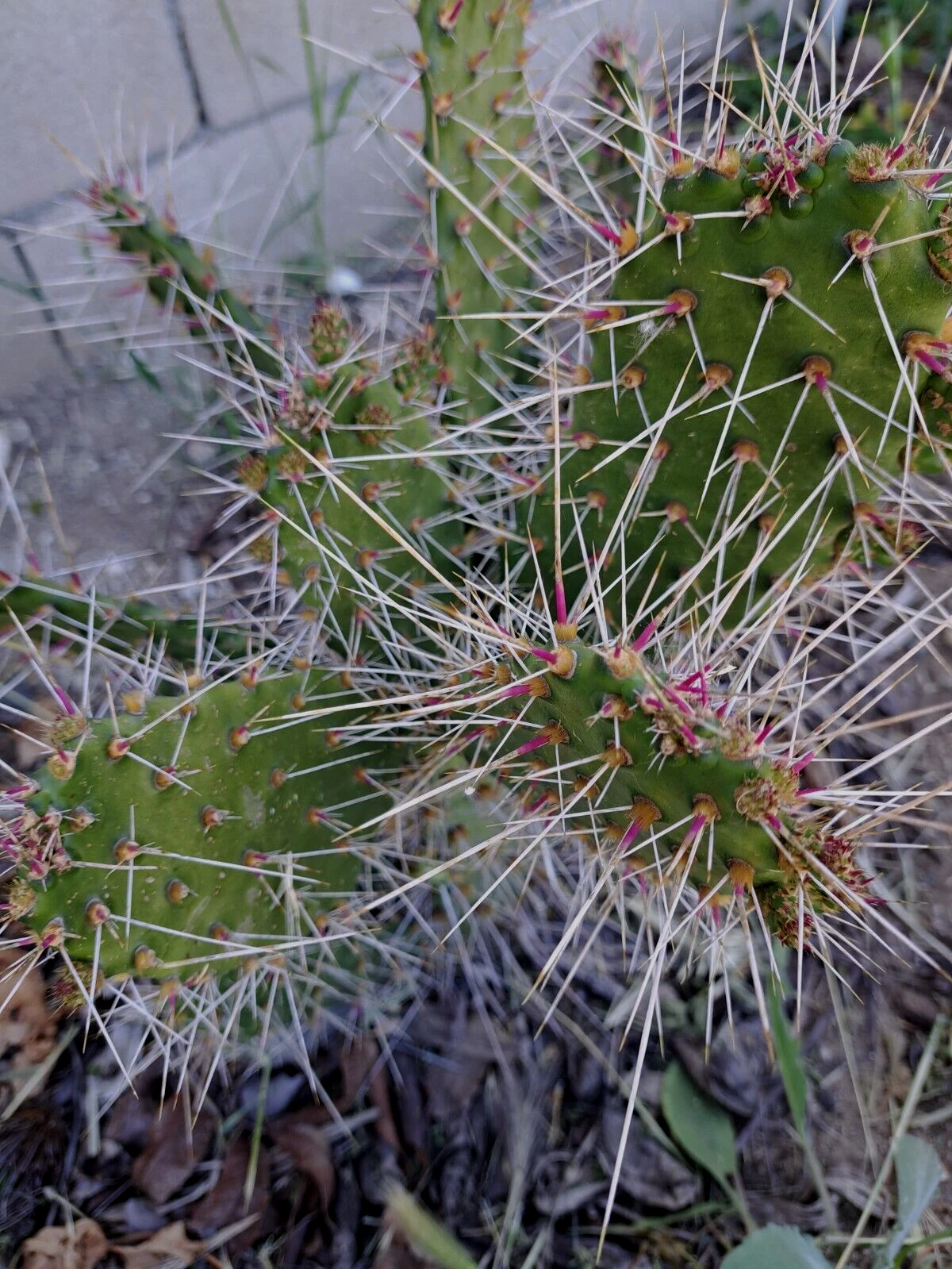 Consolea Millspaughii Unrooted Cactus Cutting – 8-10 Inch Opuntia Segment for Propagation, Live Succulent Plant Segment