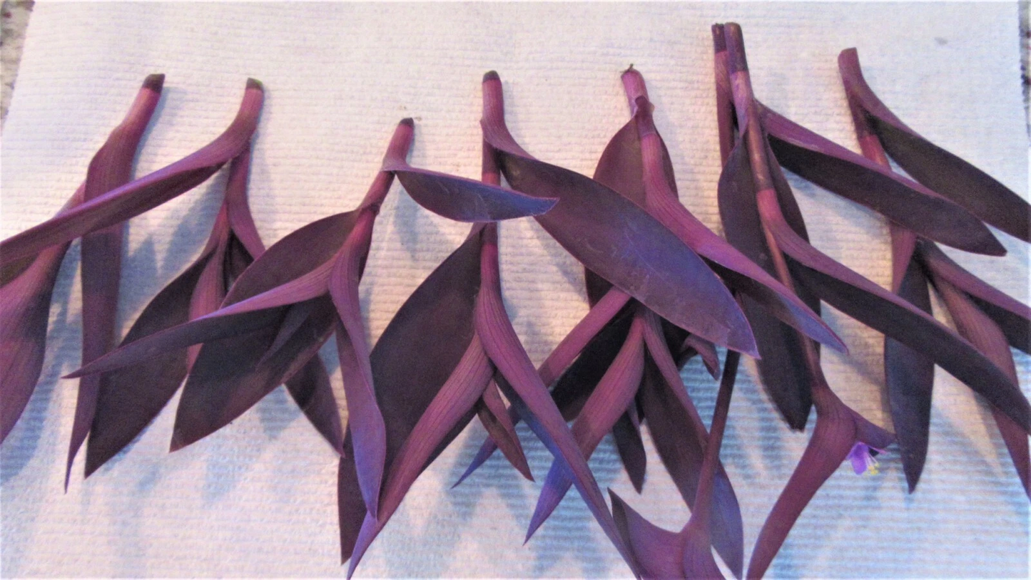 Purple Heart Cuttings – 8 Unrooted Tradescantia Pallida Purpurea Trailing Perennial for Propagation, Indoor & Garden Plant
