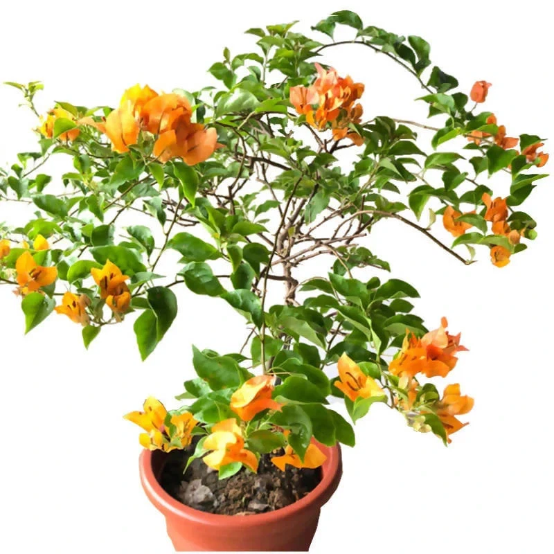 California Gold Bougainvillea Plants - Set of 2 Rooted Live Flowering Vines (Bougainvillea spp.) - Golden Yellow Bracts