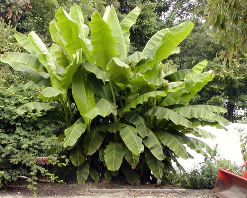 Basjoo Banana Tree Starter Plant – Musa basjoo Cold Hardy Live Rooted Banana for Garden or Container