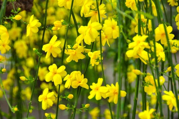 Winter Jasmine Stem Cuttings Set of 10, Jasminum nudiflorum, Propagation Live Plant Clippings, Bright Yellow Blooms