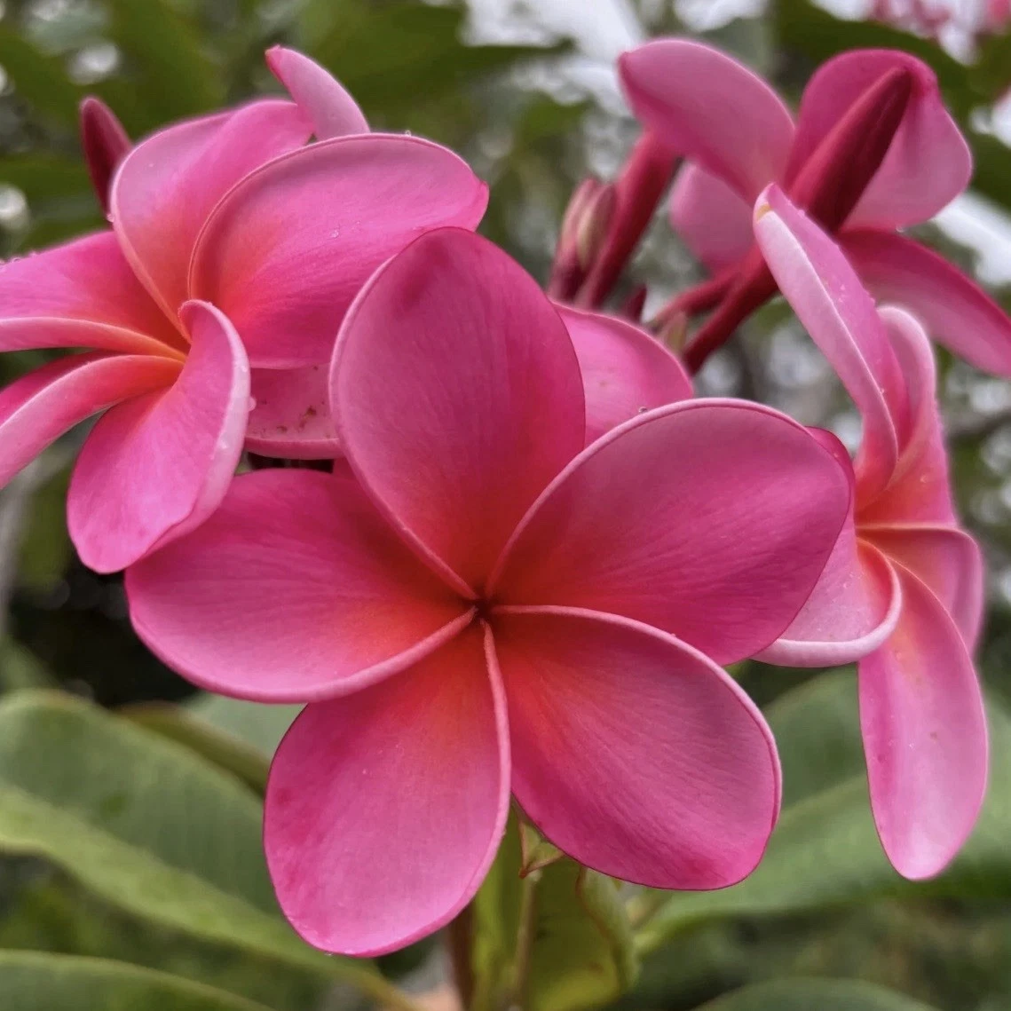 Royal Hawaiian Pink Plumeria Cuttings – 8–12 Inch Frangipani Unrooted Propagation Set of 2, Tropical Pink Blossom, Garden Planting