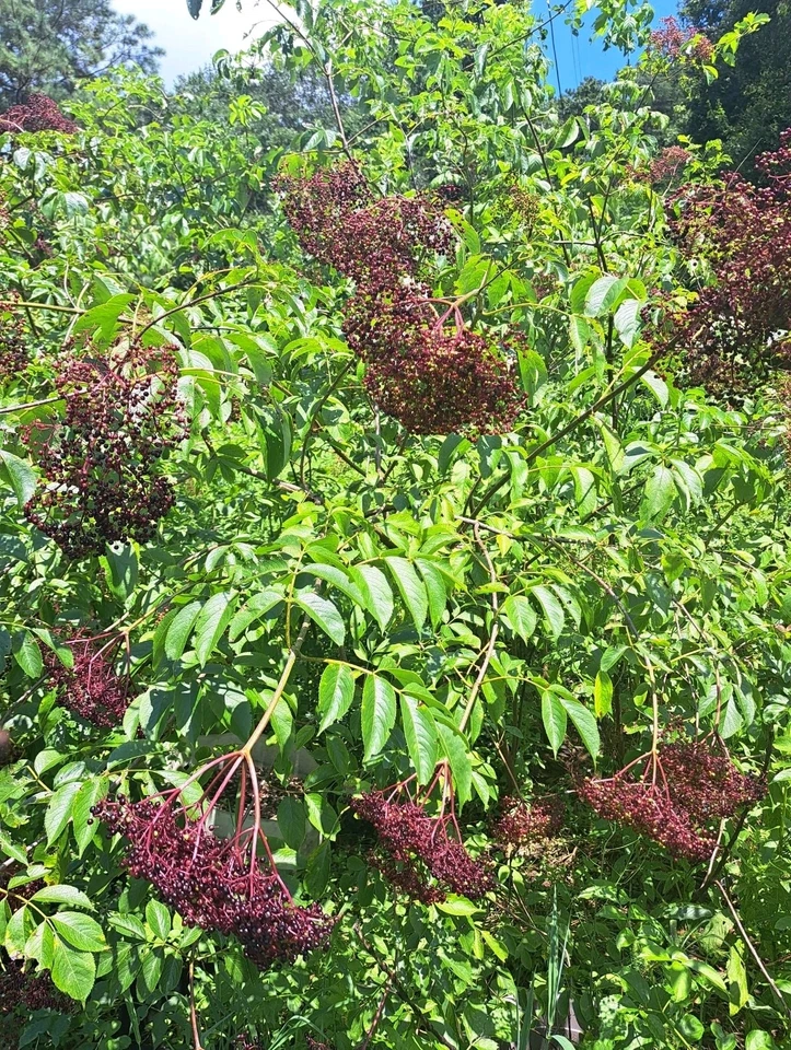 American Elderberry Live Rooted Plants – Sambucus canadensis Shrub Starter Set of 3 for Garden or Container