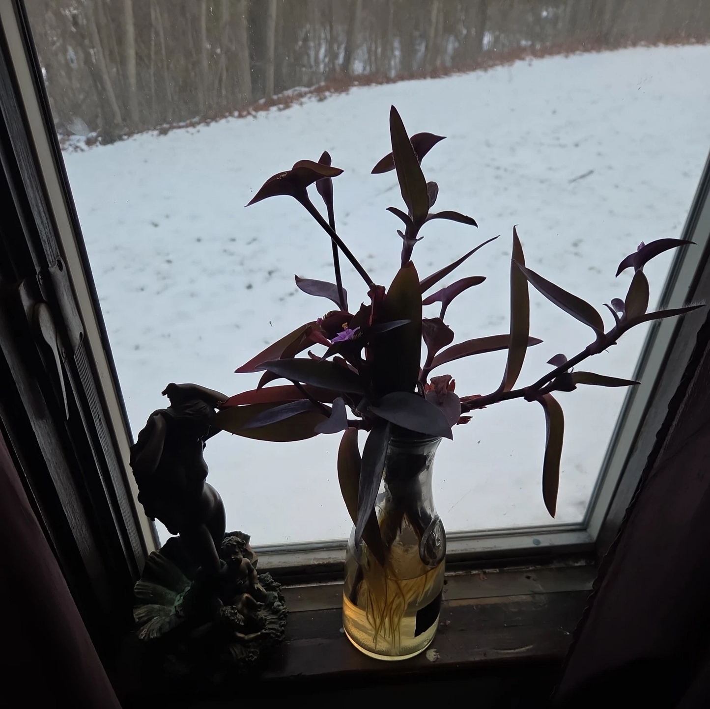 Purple Heart Plant Cuttings – 10 Live Tradescantia pallida Trailing Houseplant with Vibrant Purple Foliage