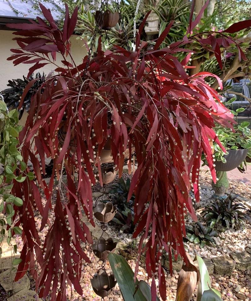 Rhipsalis ramulosa Red Cuttings – 6 Unrooted Mistletoe Cactus for Indoor Hanging Plant Propagation