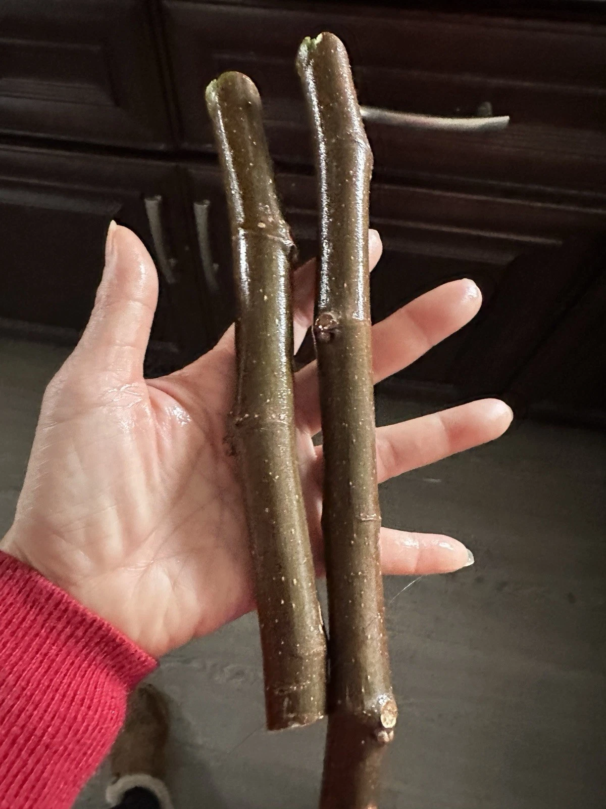 Black Madeira Fig Tree Cuttings – 2 Unrooted Ficus carica Propagation Plant with 3 Buds Each