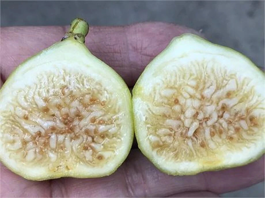 White Marseilles Fig Unrooted Cutting – Ficus carica Cultivar, 8 Inch Propagation Plant, 3+ Nodes for Gardening and Fruiting
