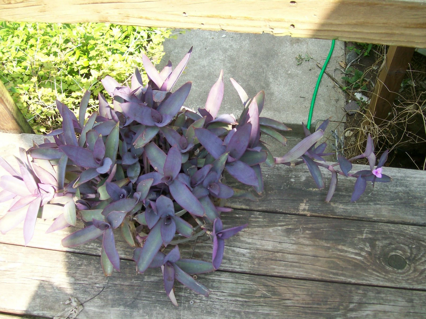 Purple Heart Wandering Jew Plant – Rooted Tradescantia Pallida Live Houseplant with Vibrant Purple Foliage, Trailing Indoor Plant