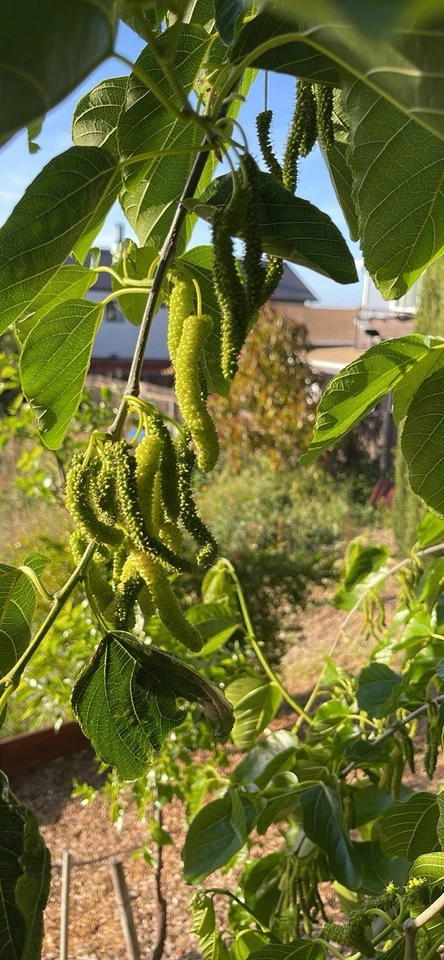 White Pakistan Mulberry Cuttings, Live Unrooted Grafting Propagation, 7 Pack Morus alba