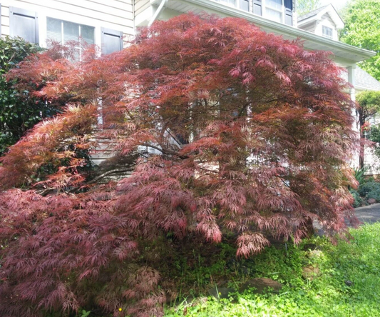 Japanese Maple Garnet Unrooted Cuttings Set of 10 for Rooting or Grafting, Weeping Acer Palmatum, Deep Red Foliage
