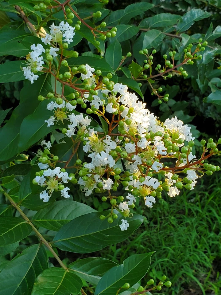 White Crape Myrtle Cuttings – 10 Fresh Lagerstroemia indica Unrooted Propagation Stock South Carolina Grown