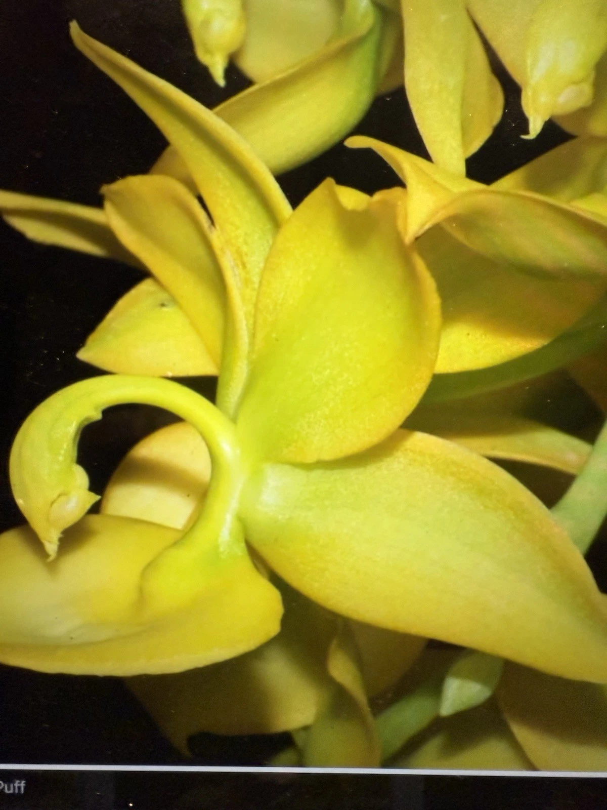 Cyc. Taiyhoung No.1 Orchid Plant – Yellow Bare Root Live Orchid Bulb, Indoor Flowering Orchid, Rooted Bulb, No Pot