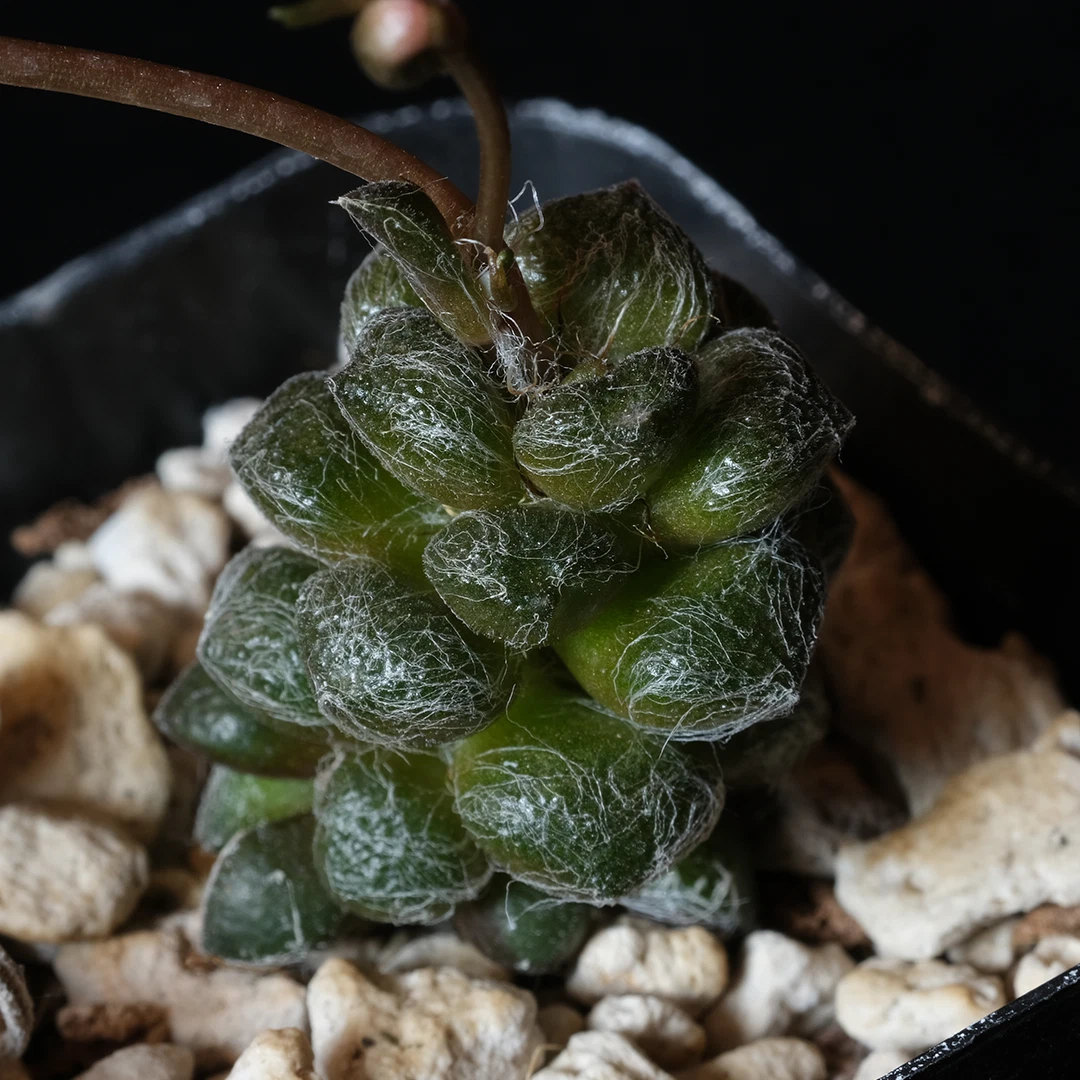 Live Anacampseros baeseckei Succulent in 2 Inch Pot - Compact Rosette Succulent for Indoor Planting