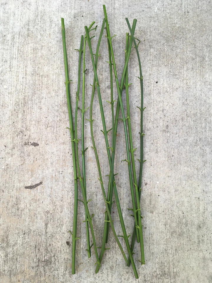 Winter Jasmine Cuttings – 10 Live 12-Inch Jasminum nudiflorum Vine with Yellow Flowers for Garden, Landscape & Spring Bloom