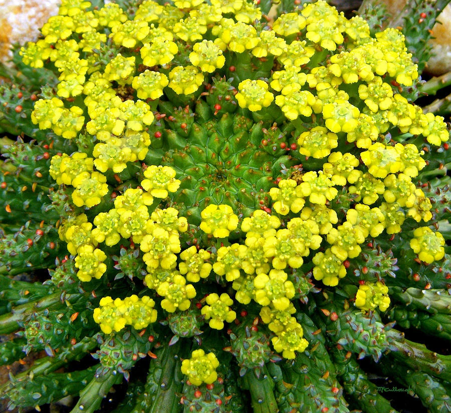 Euphorbia Flanaganii Caput Medusae Cutting – Rare Medusa Head Succulent, 5 Inch Unrooted Plant for Collection