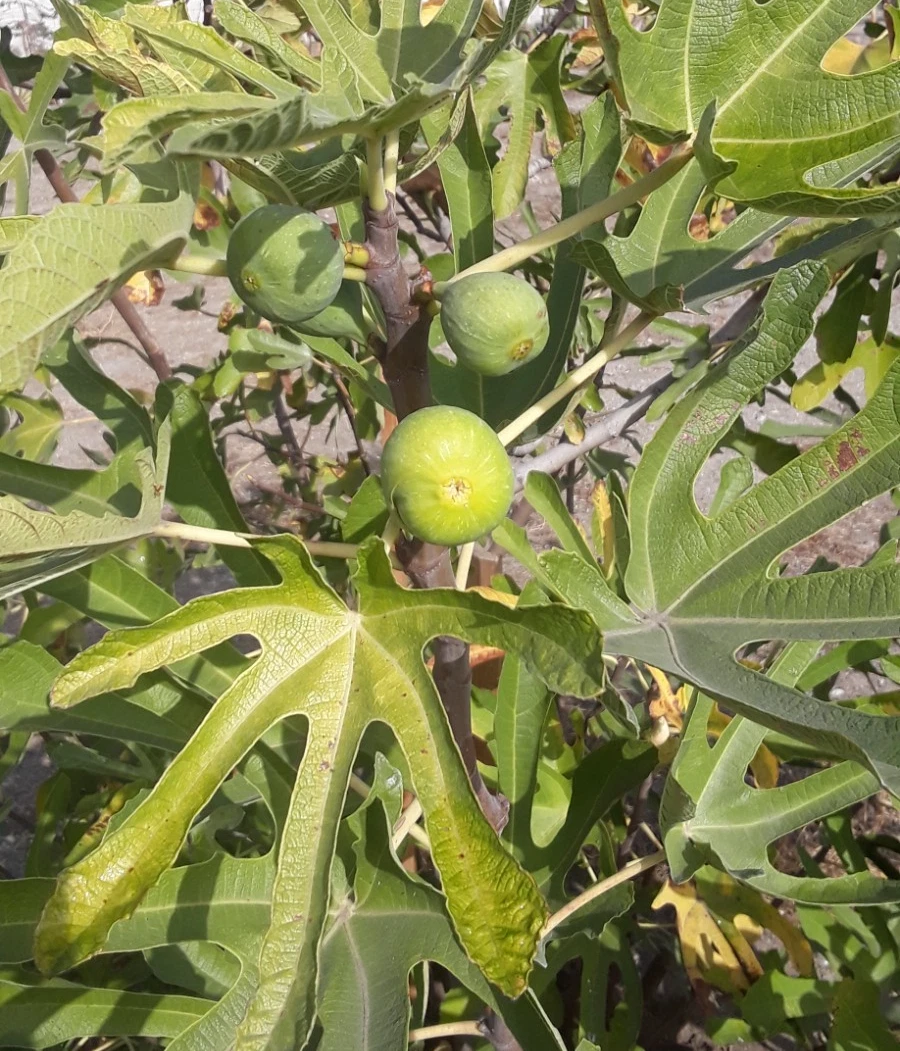 TENA Fig Tree Cuttings – 7 Fresh Unrooted Ficus Carica Propagation Cuttings for Fruit Tree Gardening