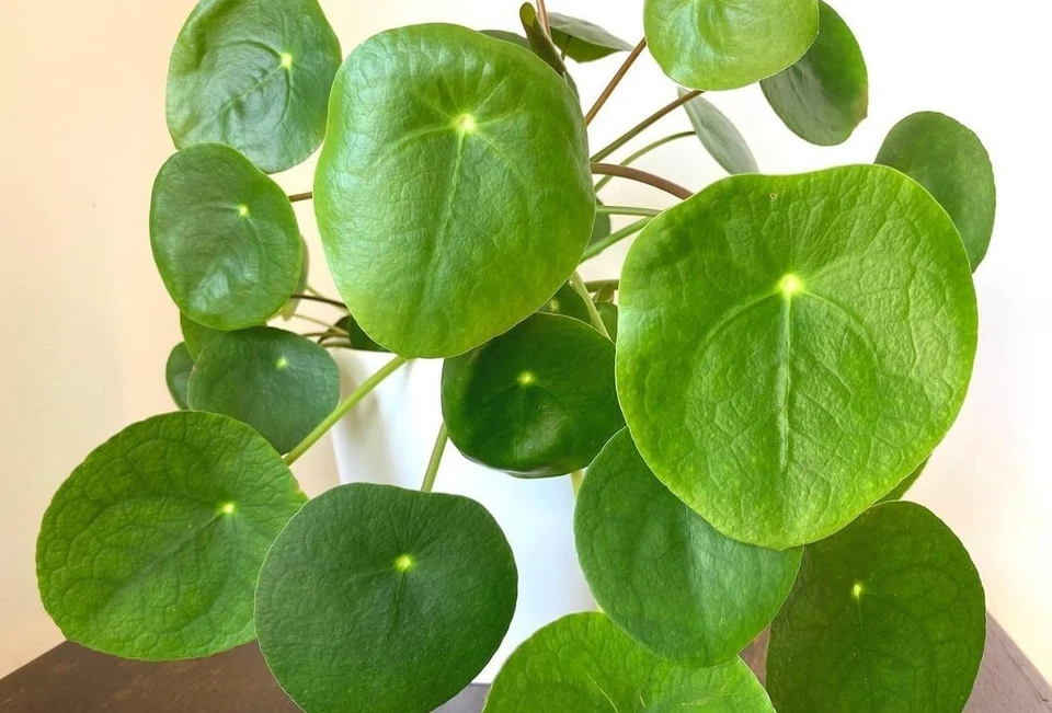 Pilea Peperomioides Live Plant – Chinese Money Plant, 4-7 Inch Houseplant, Bare Root, Indoor Greenery, Modern Decor