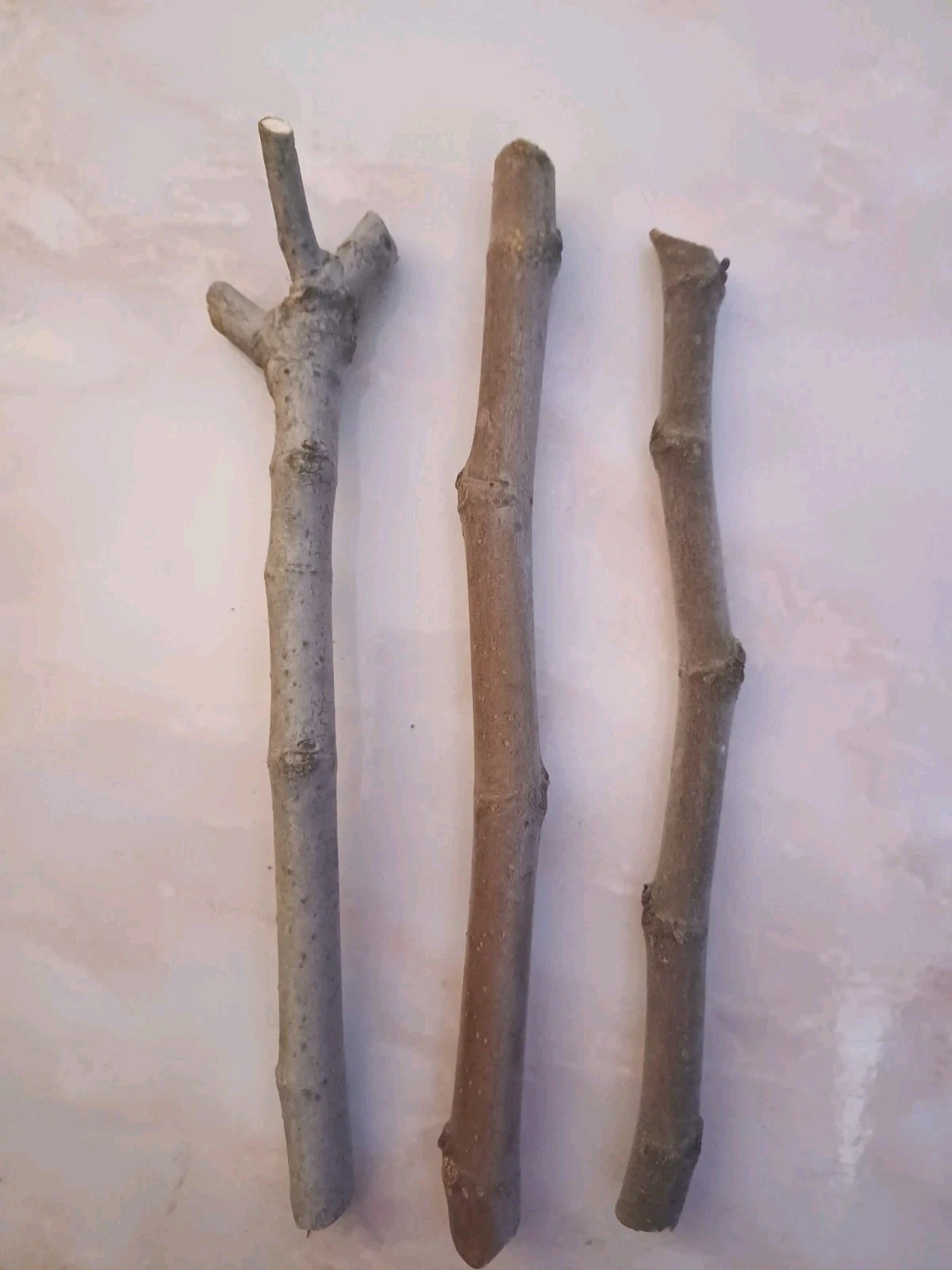 Fig Tree Cuttings 3 Pieces Unrooted Ficus Carica Hardwood Grafting Plant for Fruit Growing